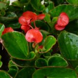 Bégonias