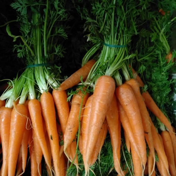 carottes avec fanes (botte)
