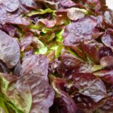 Feuilles de chêne rouges