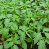 Plants Tomates