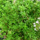 Plant thym