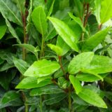 Plant de laurier
