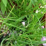 Plant de ciboulette