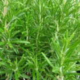 Plant de romarin