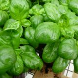 Plant de basilic