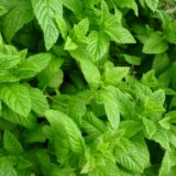Plant de menthe