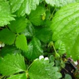 Plants de fraisiers