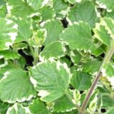 Plectranthus