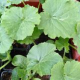 Plant de courgette