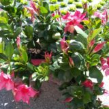 Jardinières de dipladénias roses