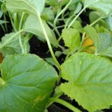 Plant de potimarron